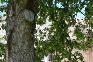 carrick hill 2014 (62)